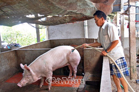 Mối nguy hại từ dịch tả heo châu Phi