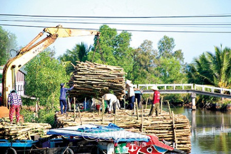 Bảo vệ rừng từ chính kinh tế rừng