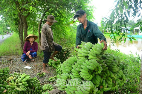 Giá chuối chạm đáy: Mặt hàng chủ lực  có nguy cơ “rời sân”