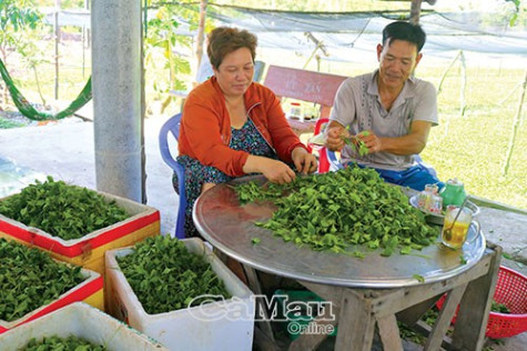 Thêm thu nhập từ trồng rau má