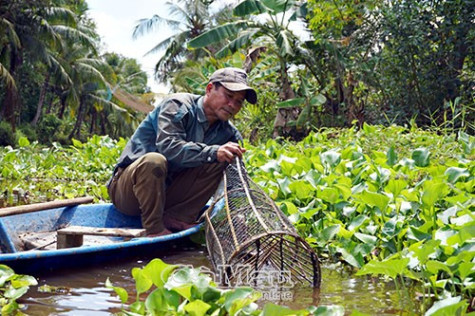 Trăn trở cá đồng