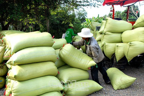 Liên kết chuỗi giá trị bền vững cho nông sản