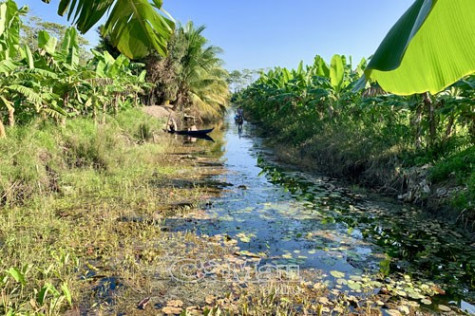 Bông súng mùa hạn