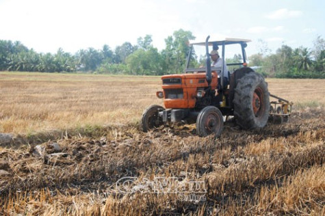 Thị trường lúa chất lượng cao  chưa được mở rộng