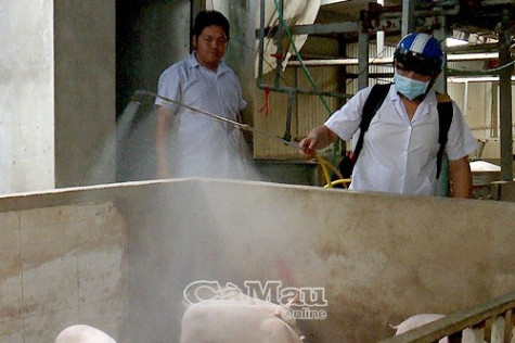 Dịch tả heo châu Phi có thể bùng phát bất cứ lúc nào