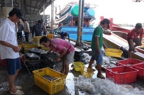 Sản lượng khai thác thuỷ hải sản thấp nhưng được giá