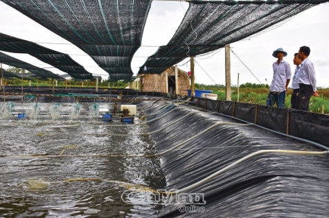 Cần quan tâm hơn  mô hình nuôi tôm thâm canh