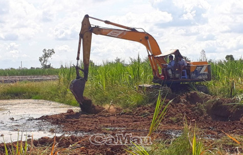 Ngậm ngùi cây mía