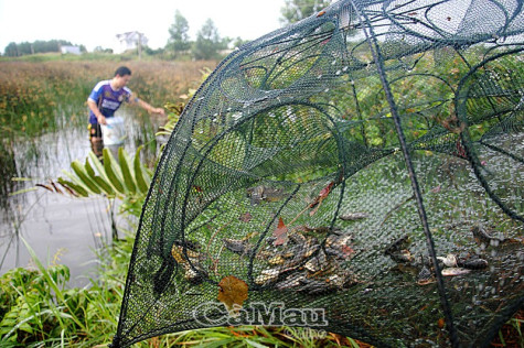 Tăng cường  các biện pháp  bảo vệ cá non