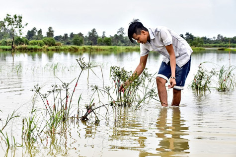 Khó khăn vụ lúa hè thu