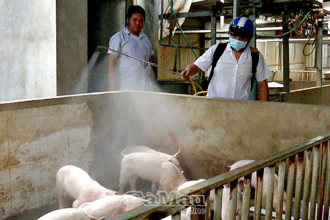 Mức hỗ trợ mới phòng chống dịch tả heo châu Phi