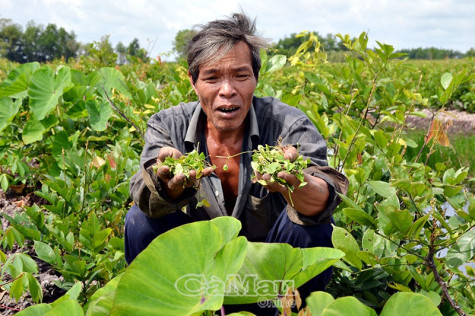 Trăn trở trên vỉa than bùn