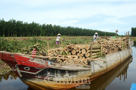 Cà Mau chậm sắp xếp, đổi mới công ty lâm nghiệp