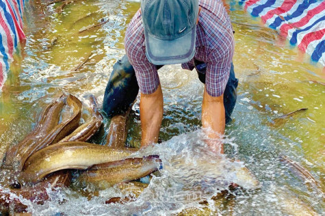 Tìm đầu ra  cho cá chình, cá bống tượng