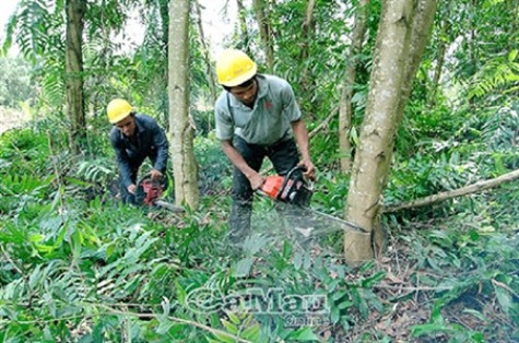 Khuyến khích chuyển hoá rừng trồng gỗ nhỏ sang gỗ lớn