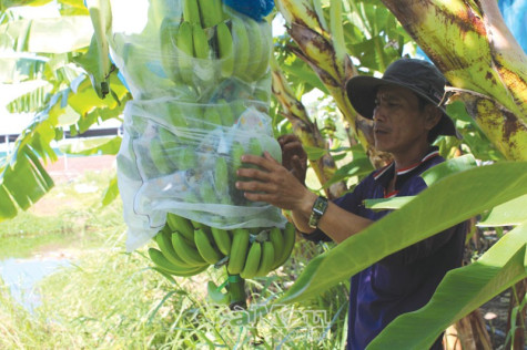 Thương hiệu nông sản chật vật  trong xu hướng  hội nhập