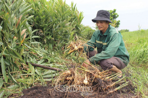 Món quà của đất