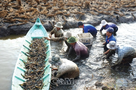 Công nghệ sinh học vào đồng
