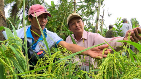 Trồng lúa an toàn, lợi nhuận trên 13 triệu đồng/ha