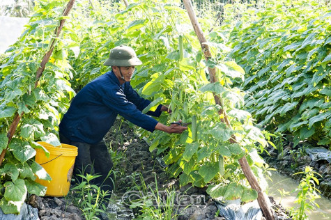 Khó tiếp cận vốn vay dự án nông nghiệp ứng dụng công nghệ cao