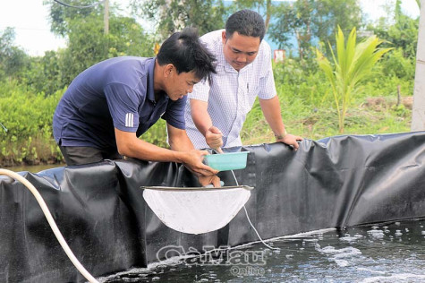 Đẩy mạnh ứng dụng kỹ thuật nuôi tôm 2 giai đoạn