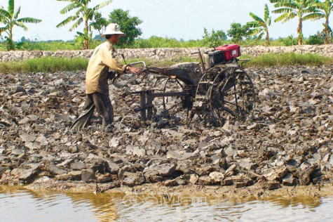 Vào vụ lúa - tôm