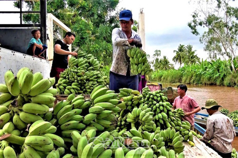 Nâng tầm cây chuối