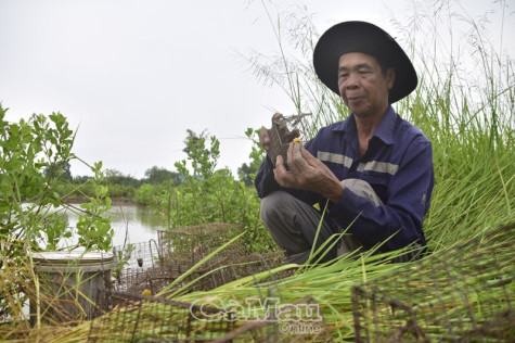 Bắt ba khía bằng rập