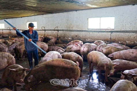 Gian nan cuộc chiến chống dịch tả heo châu Phi. Bài cuối: ​Chăn nuôi an toàn sinh học - hướng đi tất yếu