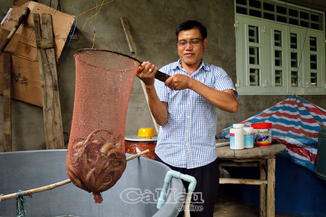 Độc đáo nuôi lươn không bùn