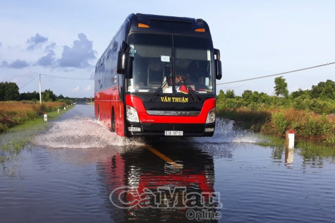 Triều cường bất thường, nhiều tuyến đường và vuông tôm bị ngập