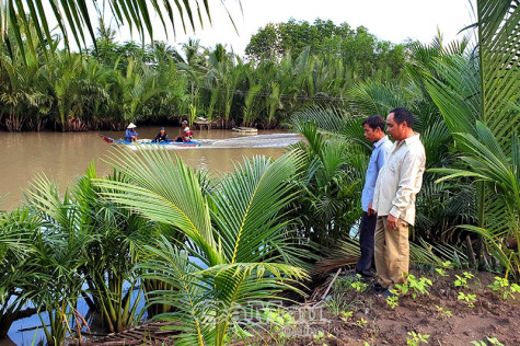 Dừa nước chống sạt lở