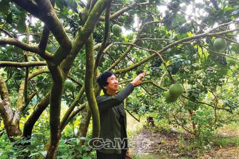 Đất cho quả ngọt