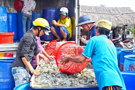 Bất thường nhiều doanh nghiệp không phát sinh thuế