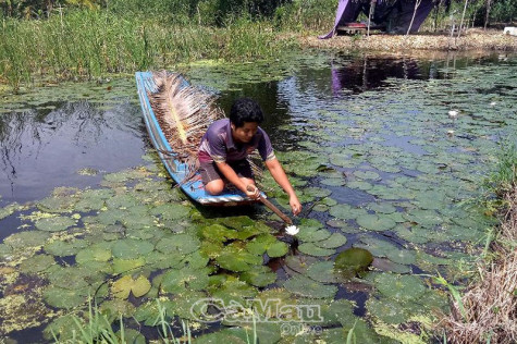 Lợi ích kép từ mô hình trồng bông súng