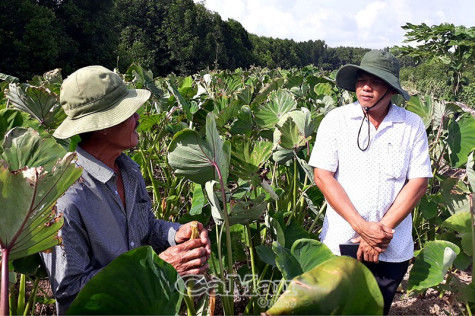 Tân Ân đa dạng hình thức giảm nghèo