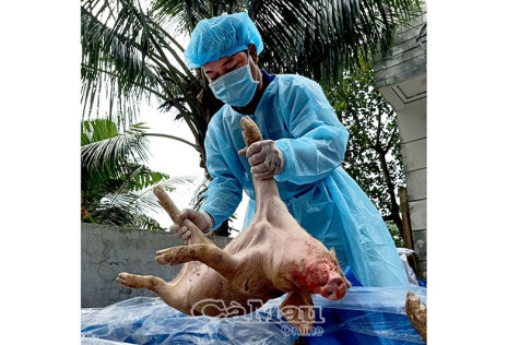 Chậm hỗ trợ thiệt hại  cho người chăn nuôi