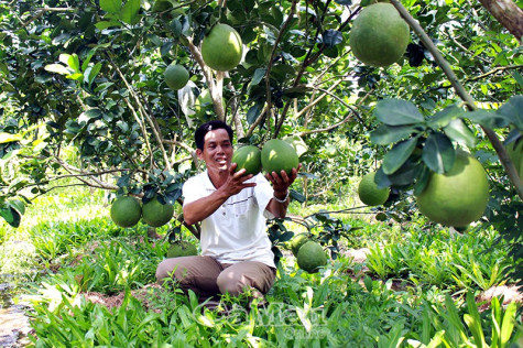 Đất lành sinh trái ngọt