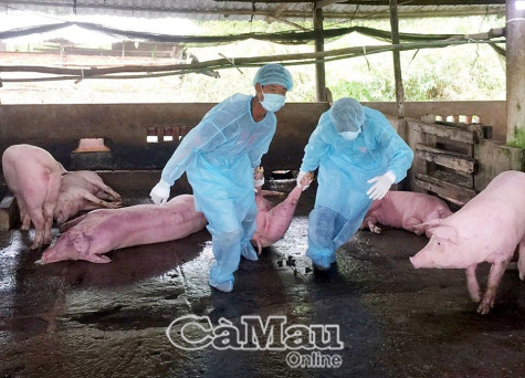 Không hỗ trợ thiệt hại khi người dân tự ý tái đàn heo