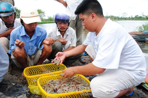 Chủ động nguồn vốn cho nuôi tôm