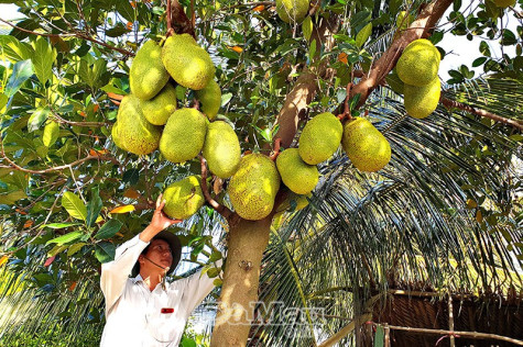 Trái ngọt trên vùng mặn