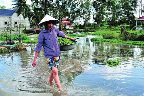 Cảnh báo triều cường cuối năm