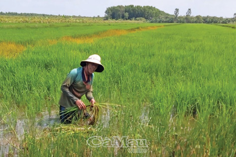 Rục rịch chuyển đổi cây lúa sang rừng tràm