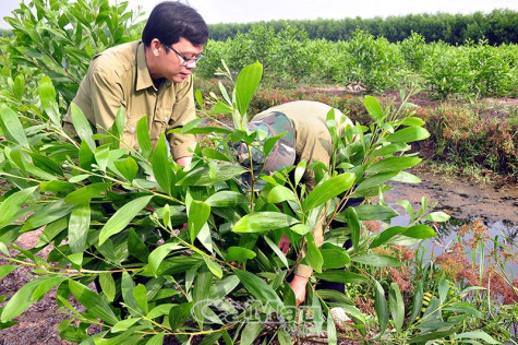 Rừng tràm vào mùa hạn sớm