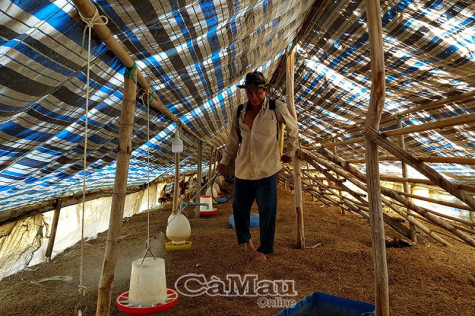 Chủ động phòng chống dịch cúm gia cầm