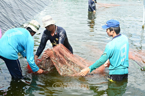 Kinh tế tập thể: Góc nhìn từ cơ sở- Bài cuối: Để kinh tế tập thể phát triển bền vững