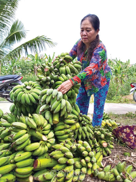 Bấp bênh cây chuối