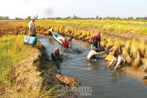 Bắt tôm càng