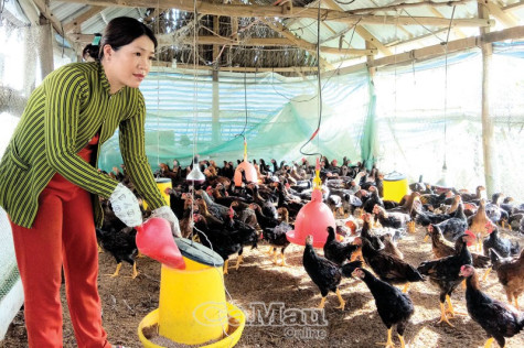 Chăm sóc đàn gia cầm đón tết