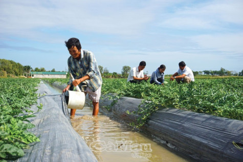 Xuân về trên ruộng dưa